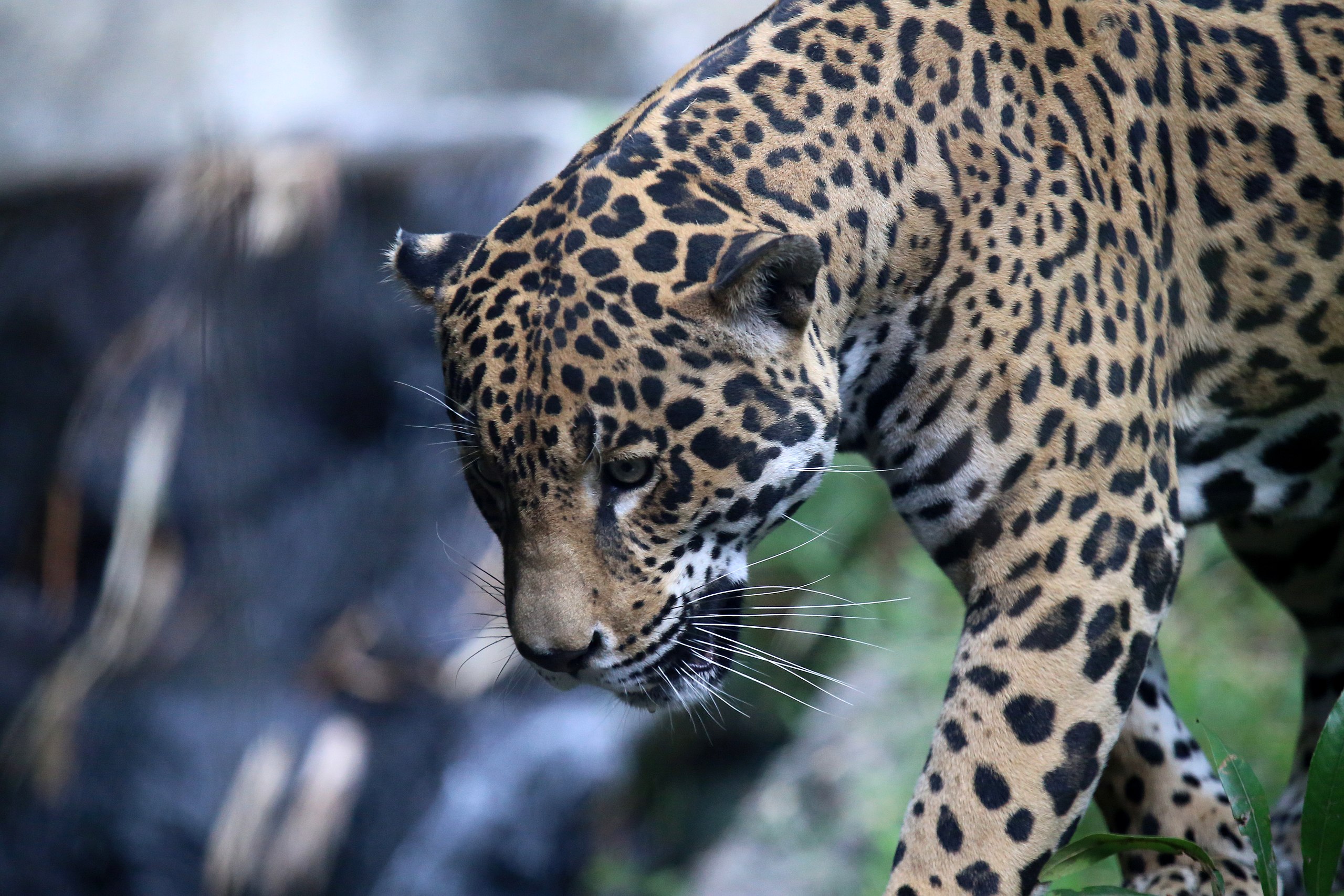 File:JAGUAR (10994538534).jpg - Wikimedia Commons