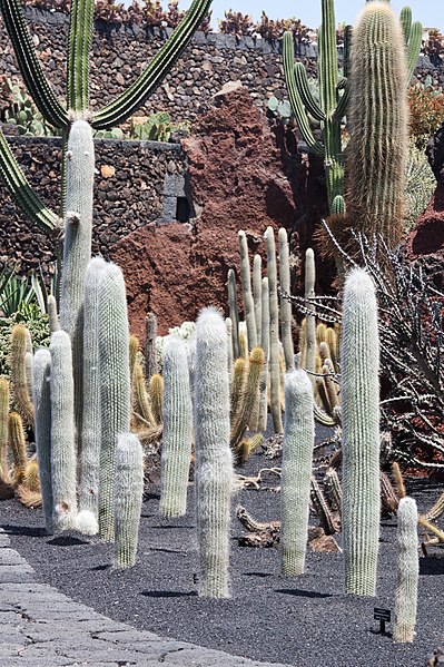 File:Jardín de Cactus - Lanzarote - J06.jpg