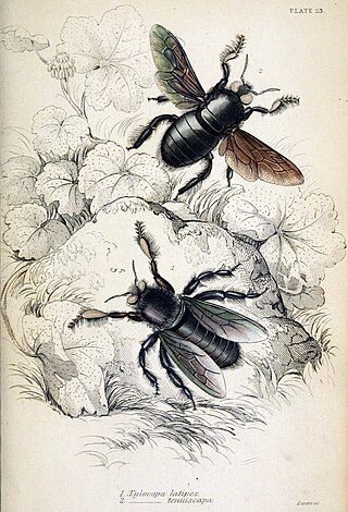 <i>Xylocopa tenuiscapa</i> Species of bee