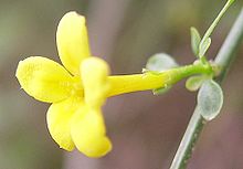 Jasminum fruticans Jasminum fruticans a.JPG