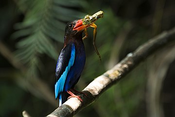 Javan Kingfisher Asman GunungKelir.jpg