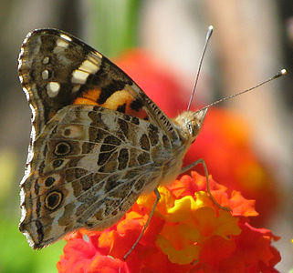 Painted Lady butterfly (vanessa cardui) on a flower near the pine forest of Calvi, Corsica.