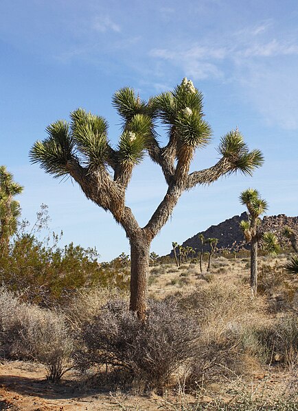 File:Joshua Tree 01.jpg