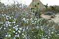 Joshua Tree National Park