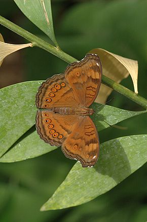 A kép leírása Junonia-20070224-065.jpg.