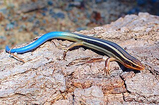 320px-Juvenile_Western_Skink_%28Plestiodon_skiltonianus%29.JPG