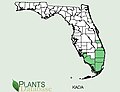 Kalanchoe daigremontiana distribution in florida.jpg