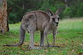 * Nomination Macropus rufus, female in conservation reserve, Blue Mountains, Australia --Przykuta 08:33, 14 February 2009 (UTC) * Decline Somehow I like it but I have the feeling that the picture is very dull.I would even say it's underexposed. Other opinion ? --Richard Bartz 13:57, 14 February 2009 (UTC) It's underexposed and the background is brighter than the subject, but both can be fixed with post-processing: see File:Kangaroo Australia 01 11 2008 - retouch.JPG. --Carnildo 01:05, 15 February 2009 (UTC)  Comment Can you nominate the edit, please ?. --Carnildo 08:42, 15 February 2009 (UTC)