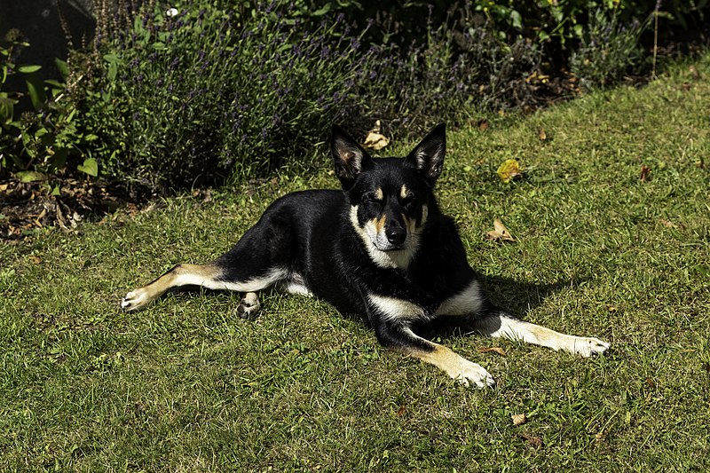 File:Kelpie australiano en Roma.jpg