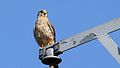 Kestrel (Falco tinnunculus) (11).jpg