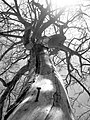 * Nomination Picture of a dead eucalyptus tree due to a nail that was hammered on it, in the semi-urban forest of Bouznika --User:Mounir Neddi 12:22, 7 September 2024 (UTC) * Decline  Oppose Sorry: blown-out highlights --F. Riedelio 06:54, 15 September 2024 (UTC)