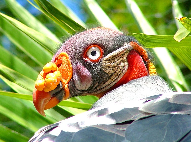 King Vulture at Colchester Zoo.jpg