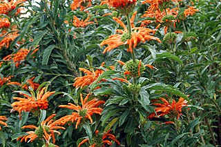 <i>Leonotis leonurus</i> Species of plant