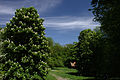 Čeština: Kvetoucí kaštany v lokalitě Pod Oborou jižně od Děvína, Jihomoravský kraj English: Chestnut trees south from Děvín hill in the Pálava reservation, South Moravian Region, CZ