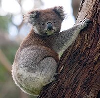 Un koala (Phascolarctos cinereus), marsupial originaire d’Australie. (définition réelle 1 132 × 1 113)