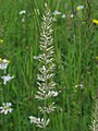   Germany, Schwarzwald-Baar-Kreis