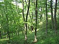 高取山の広葉樹林