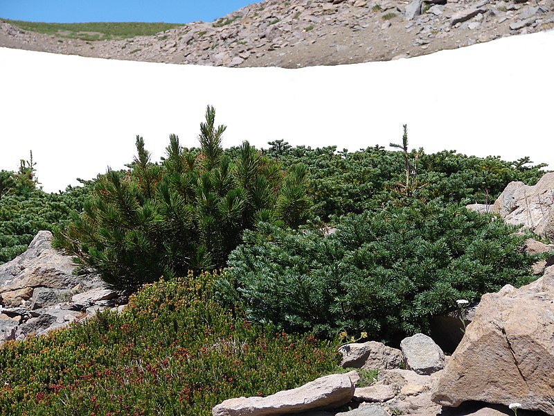 File:Krummholtz form of fir and pine in early August, 2014. Heather next to trees. (deaa439df4284be7a79ab4a479e06a55).JPG