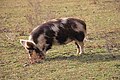 Deutsch: Kuni Kuni-Schwein in der Forschungsstation der vetereinärmedizinischen Universität Wien im Haidlhof