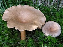 Lactarius helvus 