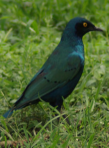 Lamprotornis chalybaeus