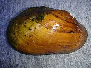 <i>Lampsilis powellii</i> species of mollusc