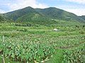 台湾 蘭嶼のタロ芋田