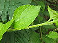 Lantana camara - Blatt