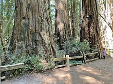 A young visitor to Henry Cowell Redwoods State Park (June 2022). Large Trees and Small Girl at Henry Cowell Redwoods State Park in California - June 2022.jpg