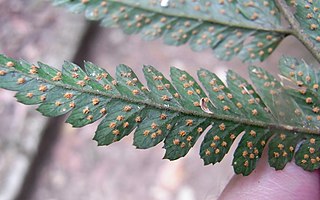 <i>Lastreopsis marginans</i> Species of fern