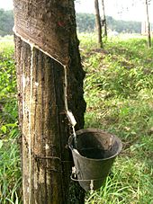 fotografie hoffelijkheid Landgoed Natural rubber - Wikipedia