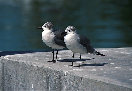 English: Laughing Gull Polski: Mewa karaibska (Leucophaeus atricilla)