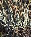 Lavandula latifolia plant (15).jpg