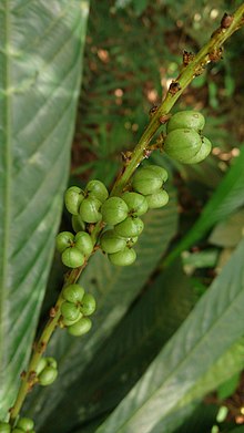 Leaf Litter Plant (Agrostistachys longifolia) 4.jpg