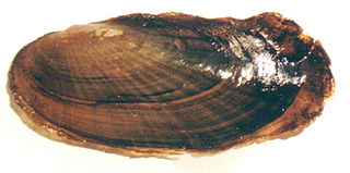 Scale shell species of mollusc