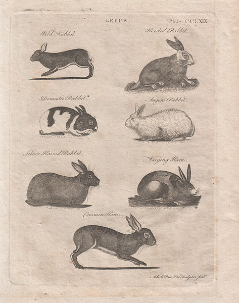 File:Lepus - Rabbits, Plate CCLXIX, A. Bell.jpg