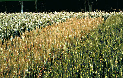 Mas Badia - La Tallada d'Empordà (Baix Empordà), maig de 1998