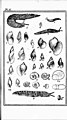 Les mollusques de la province de Québec (microforme) - première partie, les céphalopodes, ptéropodes et gastropodes (1891) (20428192040).jpg