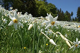Poetinis narcizas (Narcissus poeticus)