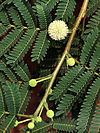 Leucaena leucocephala.jpg