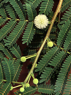 Leucaena leucocephala.jpg