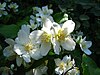 A cluster of flowers with four white petals each, along with yellow stamens in the center of each.