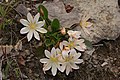 Lewisia tweedyi