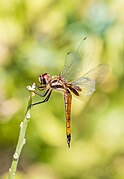 Libélula (Tramea sp), Cerro Brujo, isla de San Cristóbal.