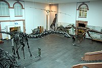 Lichthof Senckenberg.jpg