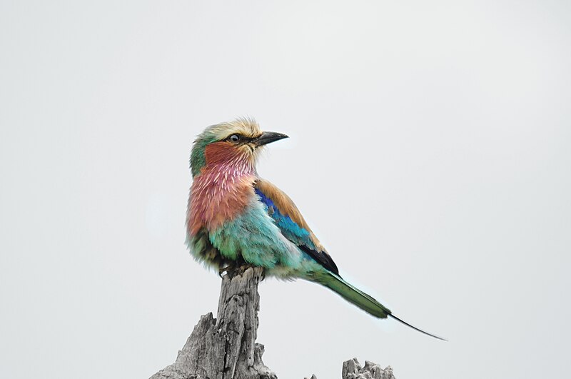 File:Lilac-Breasted-Roller.jpg