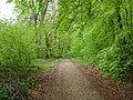 Avenue of lime trees