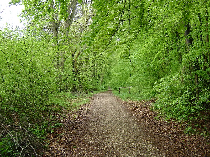 File:Lindenallee Sommerkeller, Weißenburg.JPG