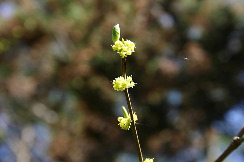 File:Lindera benzoin 001.JPG