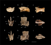 Cervicals and dorsals